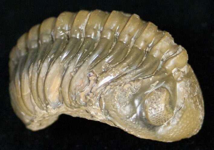 Partially Enrolled Barrandeops (Phacops) Trilobite #11253
